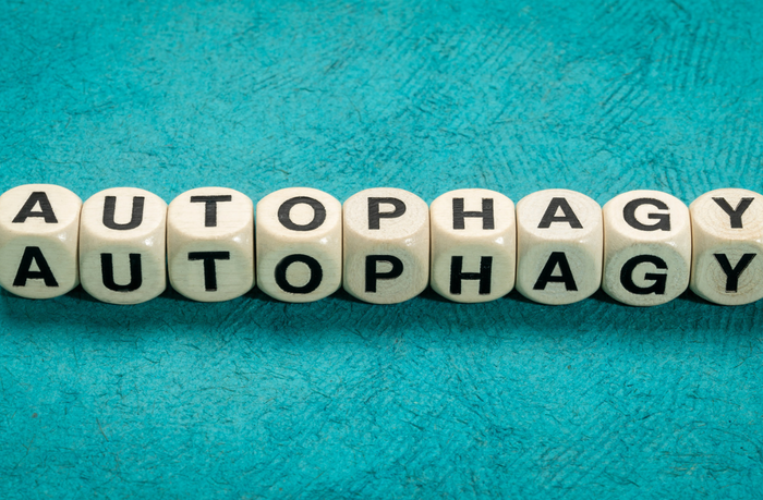 Autophagy Explained: How Fasting Supports Cellular Renewal