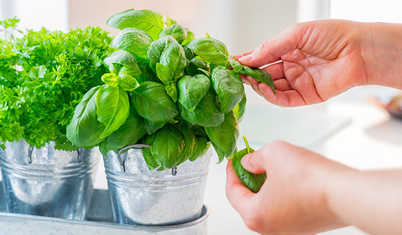 The Best Herbs and Supplements for Lowering Blood Pressure