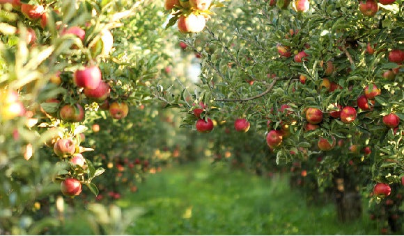 Is Morning The Best Time to Take Apple Cider Vinegar?