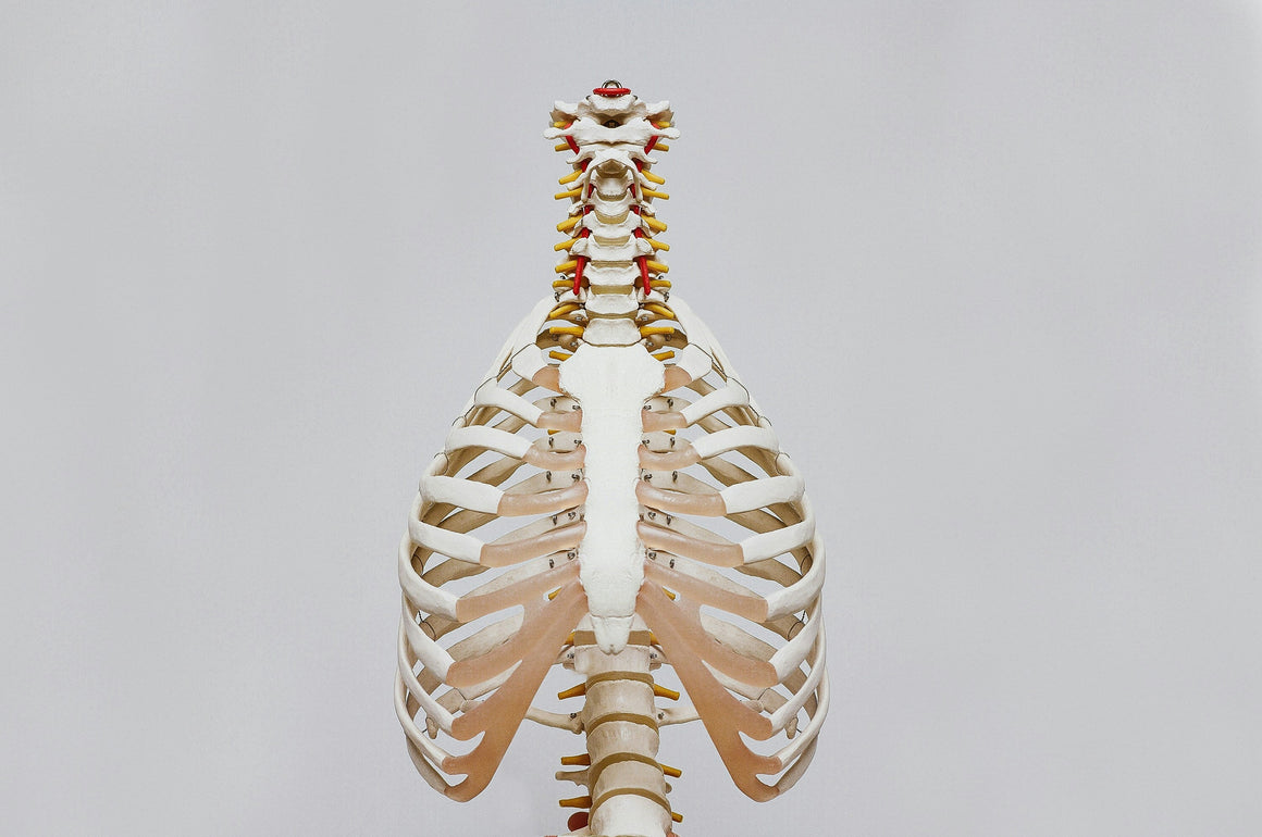 Musculoskeletal