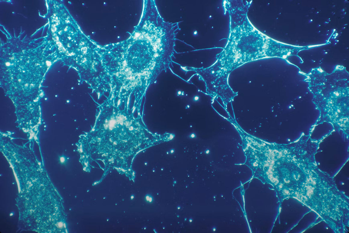 Cellular Support Supplements